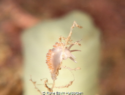 Coryphella verrucosa feeding in front of a sea squirt by Rune Edvin Haldorsen 